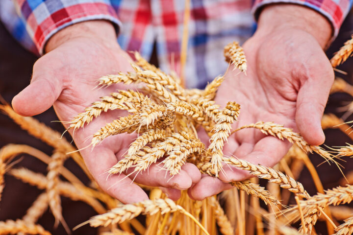 Investir dans les matières premières : guide complet